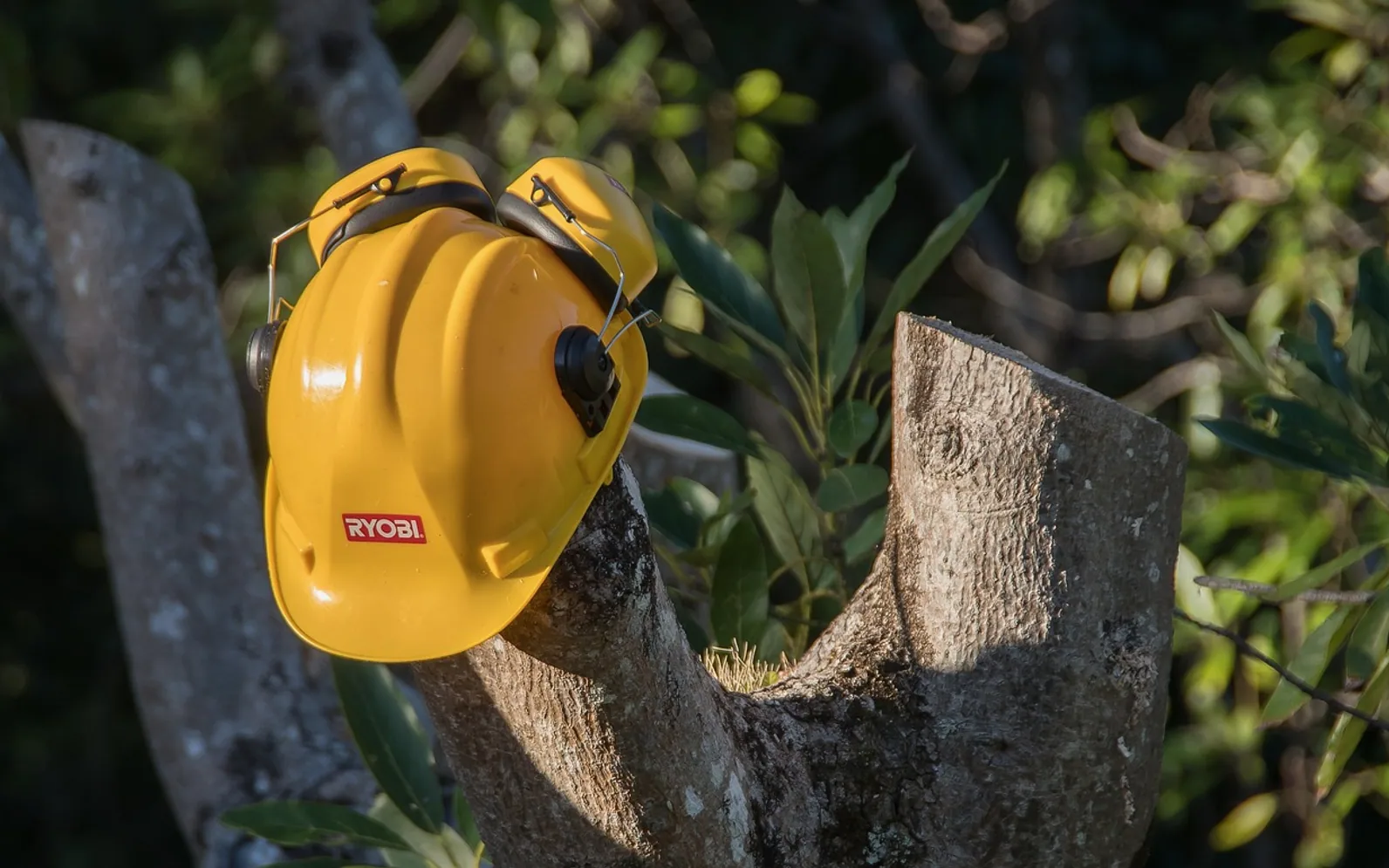 Tree, sawn and pruning